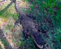 Alligator visiting my backyard