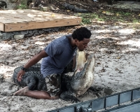 Don’t know why people wrestle alligators