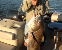 I love fishing? My big black drum!