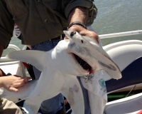 Little bonnet head shark