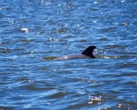 Dolphin by the boat