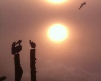 Misty sunset at the end of my road